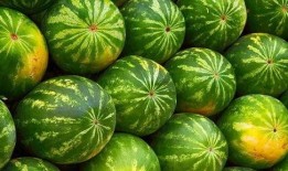 吃的花皮瓜,探寻美味与营养的绿色宝藏