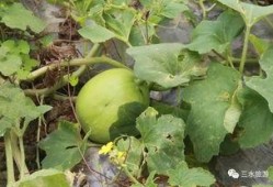 农场经常吃的瓜,农场日常美食之旅