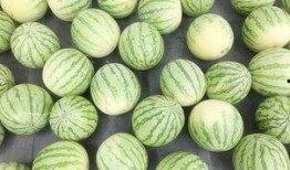 真的假吃瓜,网络热词背后的真相与笑料