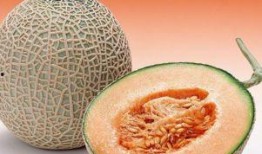 白血病可以吃哈密瓜不