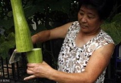 会长吃瓜的小号,揭秘幕后故事与趣味瞬间