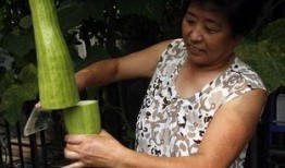 会长吃瓜的小号,揭秘幕后故事与趣味瞬间