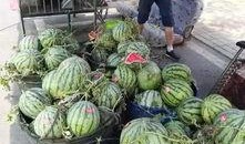 桓台吃瓜事件,一场引发社会热议的“瓜农维权”风波