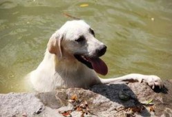 狗吃绿色哈密瓜,哈密瓜美食之旅