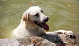 狗吃绿色哈密瓜,哈密瓜美食之旅