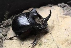 娱乐吃瓜酱屎壳郎,吃瓜酱屎壳郎的趣味人生