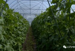 西昌将军里吃瓜