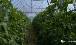 西昌将军里吃瓜