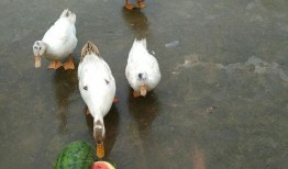 鸭老师吃瓜,揭秘娱乐圈幕后故事