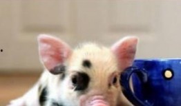 小香猪吃瓜,小香猪的夏日瓜果盛宴