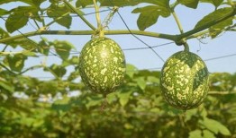 吊瓜什么时候可以摘瓜吃,何时采摘美味佳肴