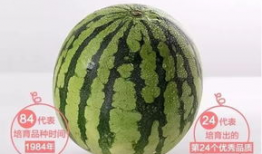 中山街吃瓜,热闹非凡的吃瓜盛地，品味人间烟火气