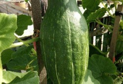 刀小刃吃瓜,揭秘娱乐圈幕后故事