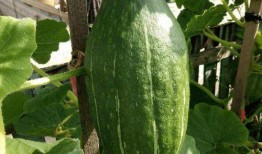 刀小刃吃瓜,揭秘娱乐圈幕后故事