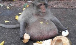 猴吃瓜文案男孩,趣味横生的夏日奇遇记