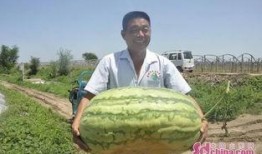 青岛吃瓜群众