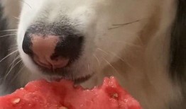 临沂狗子吃瓜,一场意外引发的欢乐盛宴