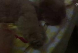 姐弟最新吃瓜视频,揭秘幕后真相，带你走进娱乐圈风云