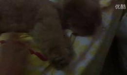 姐弟最新吃瓜视频,揭秘幕后真相，带你走进娱乐圈风云