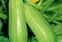 手骨折可以吃吊瓜吗图片