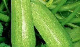 手骨折可以吃吊瓜吗图片