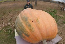 巨型瓜怎么吃,解锁美味新境界