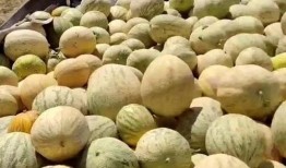 巴基斯坦人吃瓜,瓜果飘香，生活滋味