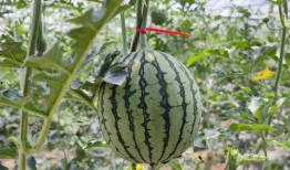 韩城吃瓜有关视频,揭秘网络热传视频背后的故事