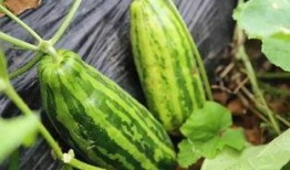 现场吃瓜啥意思,揭秘娱乐圈幕后风云