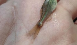 地皮虫吃小瓜吗,揭秘它们是否吃小瓜