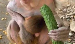 猴子吃瓜配乐,猴子吃瓜配乐背后的故事
