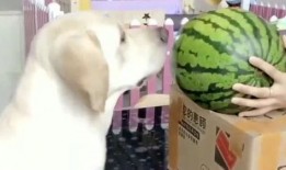 吃瓜德怎么打,轻松掌握游戏技巧，畅享游戏乐趣