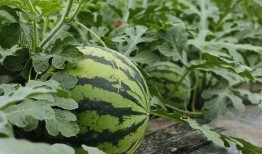 梦见吃四分之一的瓜,一梦四分之一瓜的神秘启示