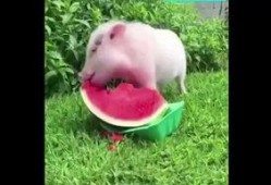 猪特效吃瓜,揭秘猪界“网红”的神奇魅力