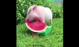 猪特效吃瓜,揭秘猪界“网红”的神奇魅力