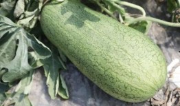 过了吃瓜季节,回味悠长的夏日时光