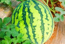 吃瓜网还有啥网,网络舆论场的新势力