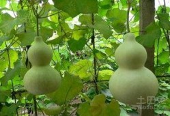 葫芦瓜能天天吃吗,每日食用，健康生活新选择