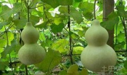 葫芦瓜能天天吃吗,每日食用，健康生活新选择