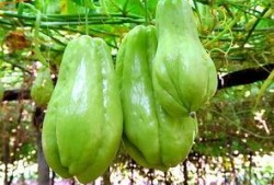 扁豆和佛手瓜能一起吃吗