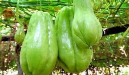 扁豆和佛手瓜能一起吃吗