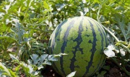 乾坤下江南吃瓜,一场别开生面的吃瓜盛宴