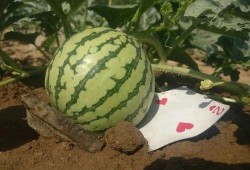 现在就出发吃瓜,畅享夏日吃瓜盛宴