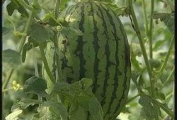 太仓吴江区吃瓜,夏日吃瓜盛宴，品味江南水乡清凉一夏