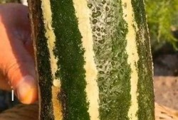 如何知道瓜熟了没有吃,如何判断瓜果是否成熟