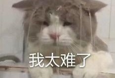 内娱吃瓜语录,揭秘娱乐圈背后的那些事儿