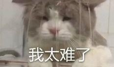 内娱吃瓜语录,揭秘娱乐圈背后的那些事儿