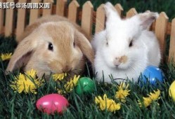 兔缝缝吃瓜,兔缝缝的瓜田奇遇记