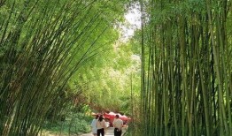 焦作最新吃瓜,揭秘背后惊人真相！