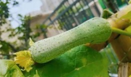 三千城吃瓜,揭秘网络热点的幕后故事